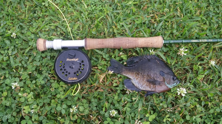 bluegill of the day.