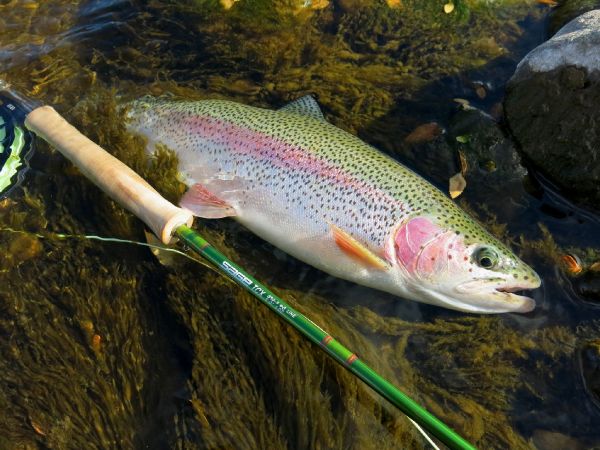 Fly-fishing Picture of Rainbow trout shared by Marcelo Morales – Fly dreamers
