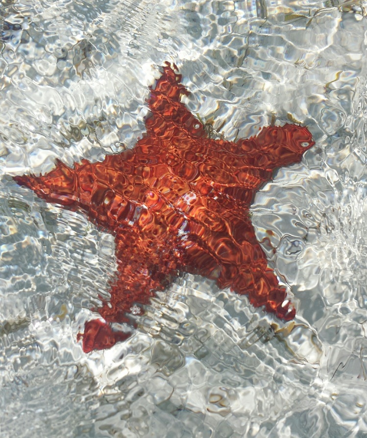 Foot wide Starfish, Andros
