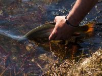 Foto de pesca con mosca