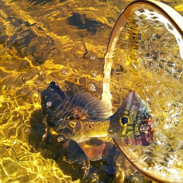 Carlos Granier 's Fly-fishing Photo of a Peacock Bass – Fly dreamers 