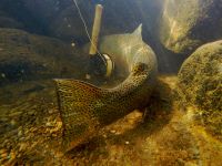 Foto de pesca con mosca