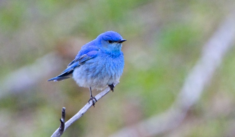 Mountain Blue Bird
