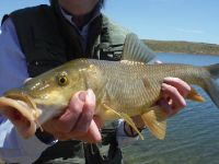 Fly fishing picture