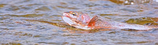 Fly-fishing Picture of Rainbow trout shared by Scott Furushima – Fly dreamers