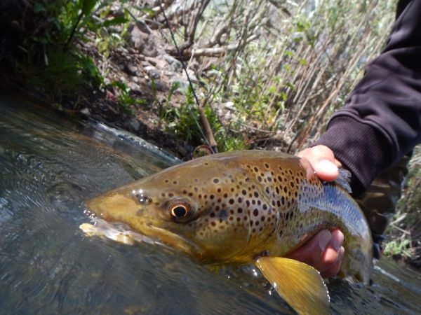 Fly-fishing Image of Brown trout shared by Robby Gaworski – Fly dreamers