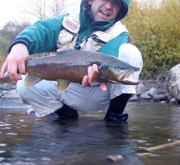 Fly-fishing Picture of Brown trout shared by Rodo Radic – Fly dreamers