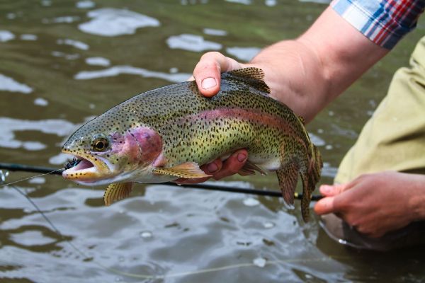 Fly-fishing Image of Rainbow trout shared by Rudy Babikian – Fly dreamers