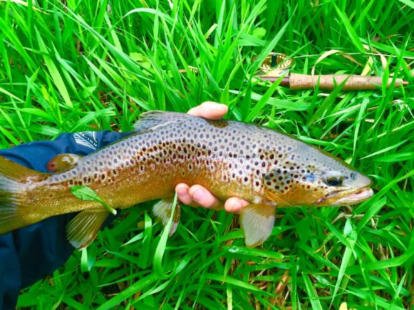 David Henslin 's Fly-fishing Image of a Brown trout – Fly dreamers 