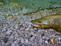 Foto de pesca con mosca