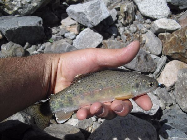 Heber Ortiz 's Fly-fishing Picture of a Rainbow trout – Fly dreamers 