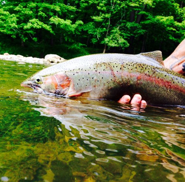 Fly-fishing Image of Steelhead shared by Nate Adams – Fly dreamers