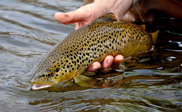 Fly-fishing Photo of Brown trout shared by Tyler Hackett – Fly dreamers 