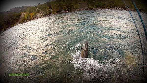 Fly-fishing Image of King salmon shared by MARCELO ROIG – Fly dreamers