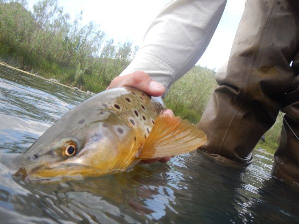 Robby Gaworski 's Fly-fishing Picture of a Brown trout – Fly dreamers 