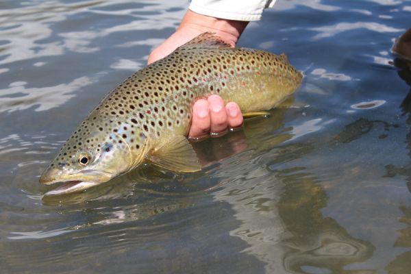 Robby Gaworski 's Fly-fishing Catch of a Brown trout – Fly dreamers 