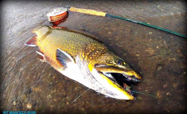 Fly-fishing Photo of Brook trout shared by MARCELO ROIG – Fly dreamers 