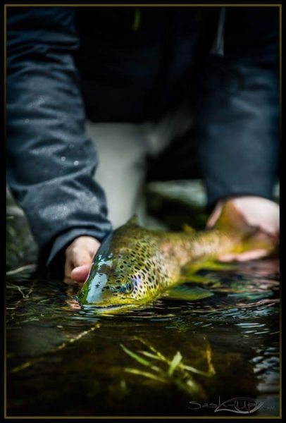 Micke Sash-Up Anderson 's Fly-fishing Image of a English trout – Fly dreamers 