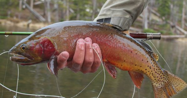 Rudy Babikian 's Fly-fishing Pic of a Cutthroat – Fly dreamers 