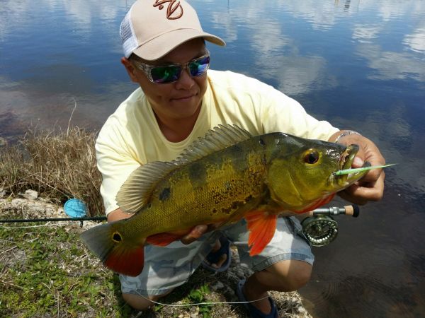 Fly-fishing Image of Peacock Bass shared by Hai Truong – Fly dreamers