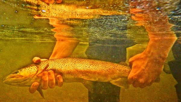 Kevin Lambertson 's Fly-fishing Picture of a Brown trout – Fly dreamers 