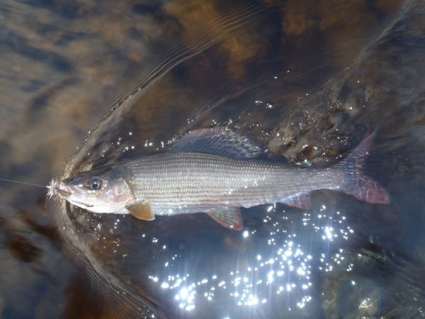 Nicolas  Grosz 's Fly-fishing Photo of a Grayling – Fly dreamers 