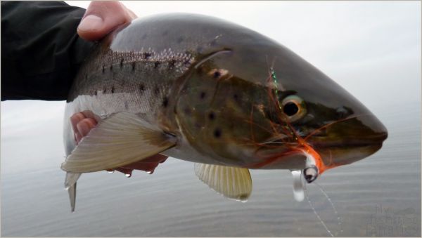 Fly-fishing Pic of Sea-Trout shared by Fly Fishing Fanatics – Fly dreamers 