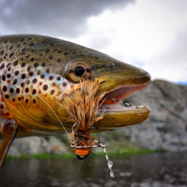 Fly-fishing Pic of Browns shared by Michael Stack – Fly dreamers 