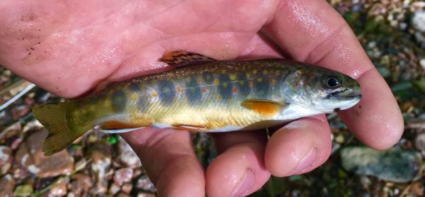 Fly-fishing Photo of Brook trout shared by David Henslin – Fly dreamers 