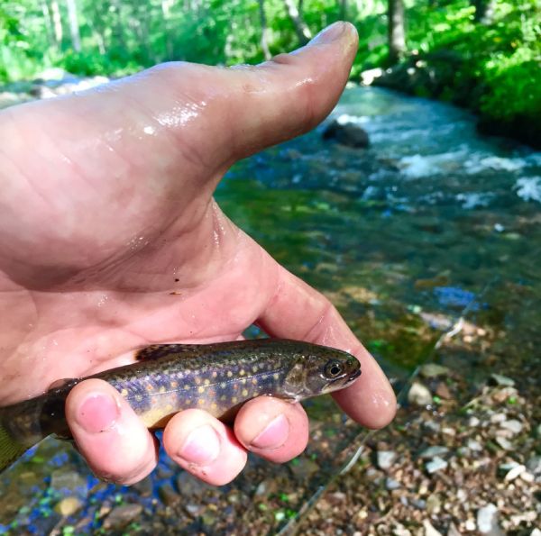Fly-fishing Image of Brook trout shared by David Henslin – Fly dreamers