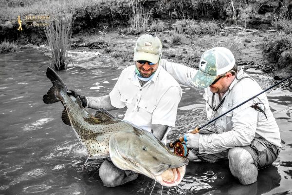 Surubi Fly-fishing Situation – Vittorio Botta shared this Great Pic in Fly dreamers 