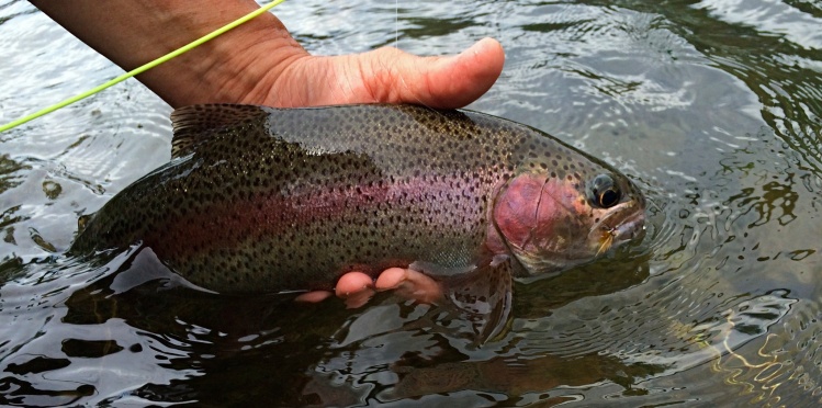 A typical and fat Redband Rainbow.