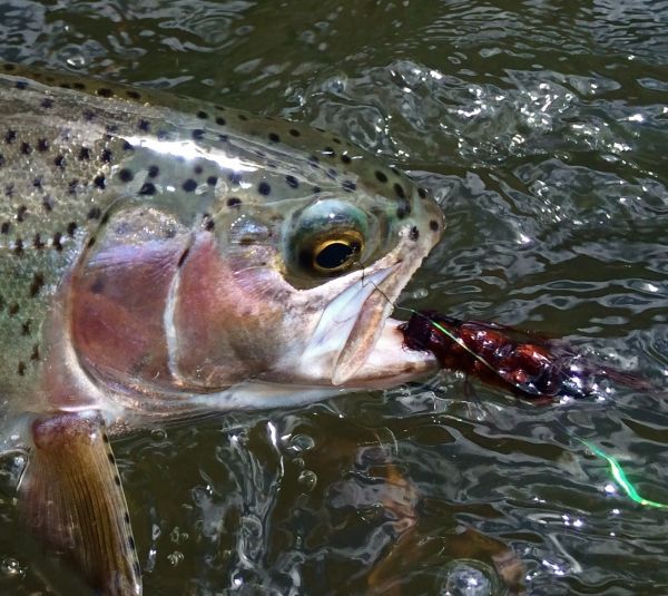 Kimbo May 's Fly-fishing Catch of a Rainbow trout – Fly dreamers 