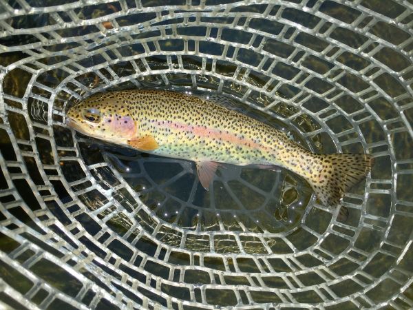 Fly-fishing Picture of Rainbow trout shared by Joe Rowe – Fly dreamers