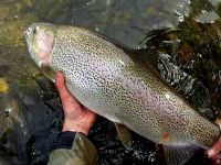 Foto de pesca con mosca