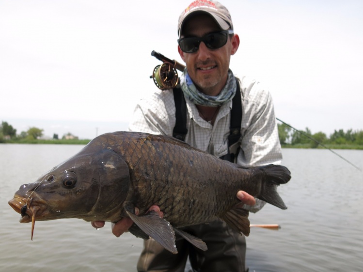 Some nice carp from South of France in Camargue close to Arles. Lots of fun on 6 weight rod!