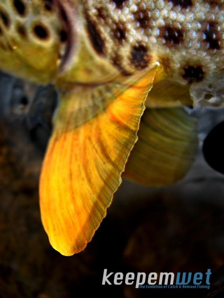 Fishbite Media 's Fly-fishing Picture of a Brown trout – Fly dreamers 