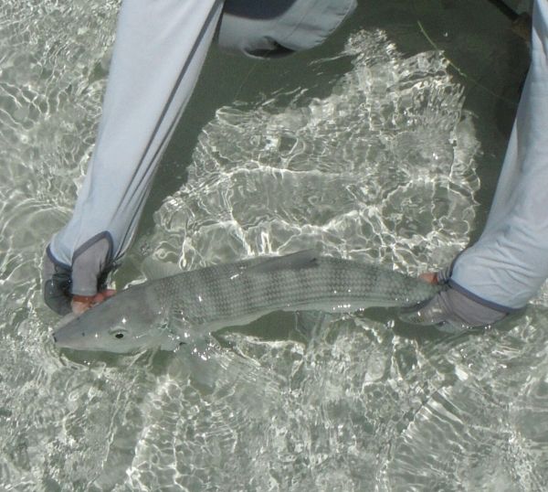 Michael Biggins 's Fly-fishing Pic of a Bonefish – Fly dreamers 