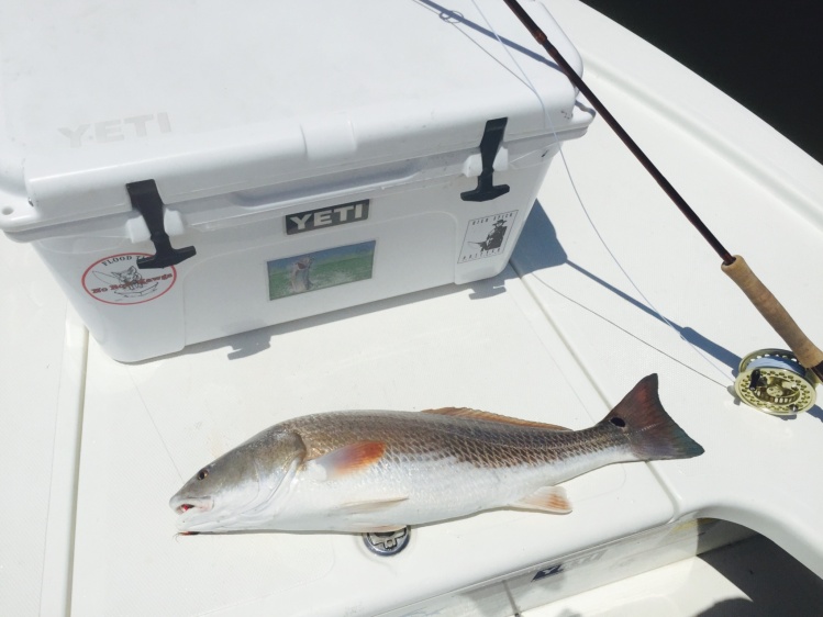 10-15 pound Redfish