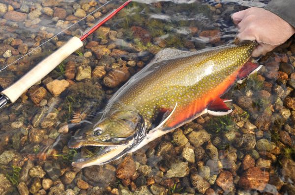 Marcelo Morales 's Fly-fishing Photo of a Brook trout – Fly dreamers 