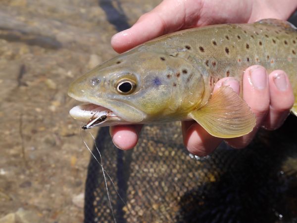 Fly-fishing Photo of Brownie shared by Luke Alder – Fly dreamers 