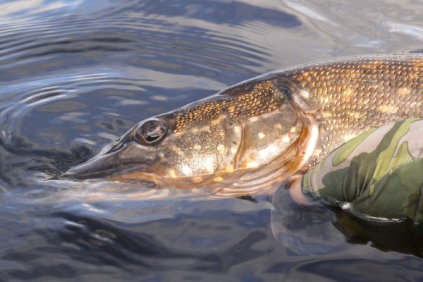 Andreas Vendler 's Fly-fishing Catch of a Pike – Fly dreamers 