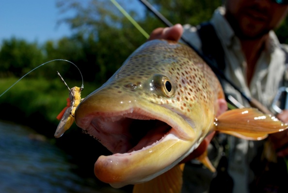 Close-up of a Hopper-eating Brown.