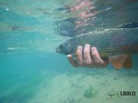 #underwater #closeup #grayling #bistra