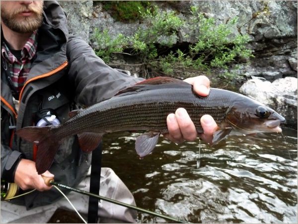 Fly-fishing Pic of Grayling shared by Kuba Hübner – Fly dreamers 
