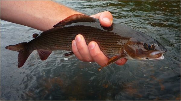 Fly-fishing Image of Grayling shared by Kuba Hübner – Fly dreamers