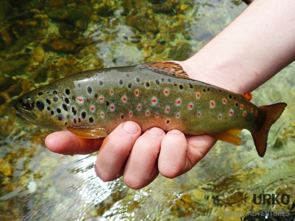 Uros Kristan 's Fly-fishing Photo of a Brown trout – Fly dreamers 