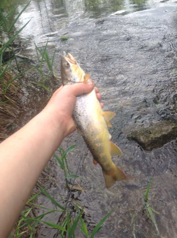 10 incher (brown trout)