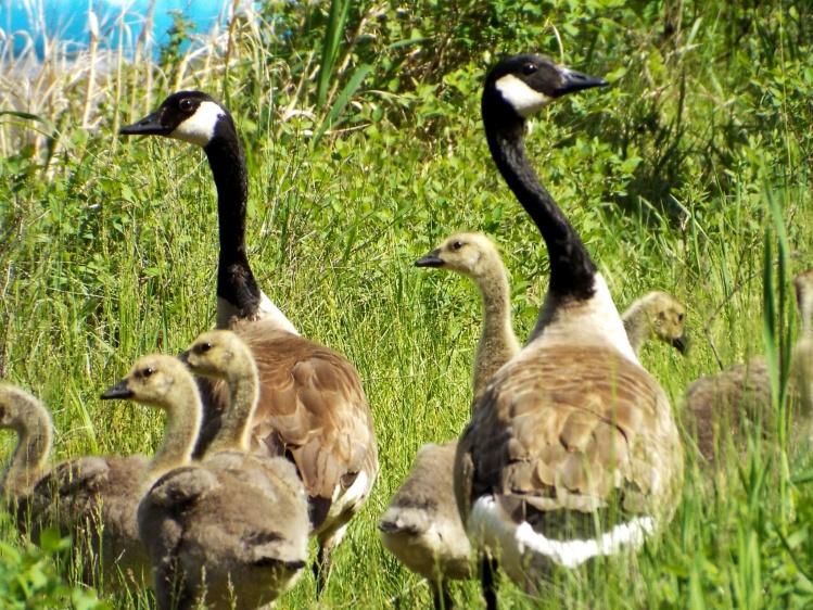Family of Geese