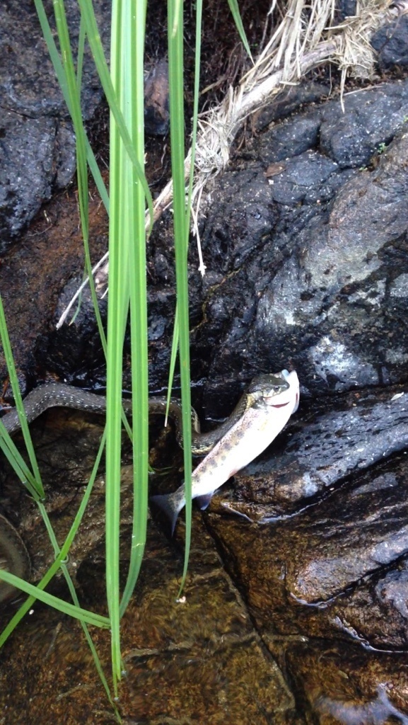 Sierra garter snake eating a natural rainbow trout